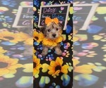 Small #222 Breeder Profile image