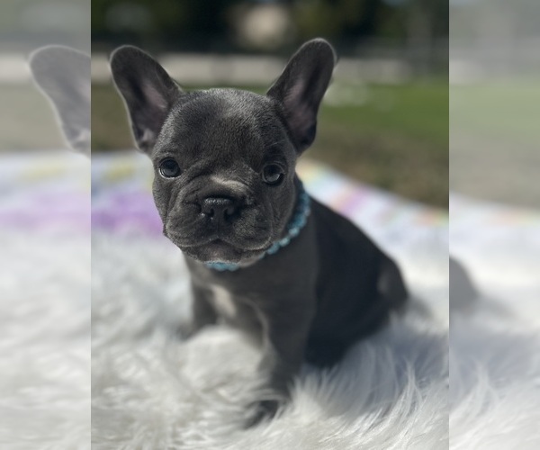 Medium Photo #1  Breeder Profile in LOXAHATCHEE, FL, USA