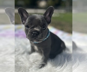 French Bulldog Dog Breeder near LOXAHATCHEE, FL, USA