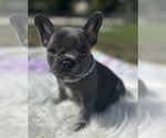 Small breeder photo
