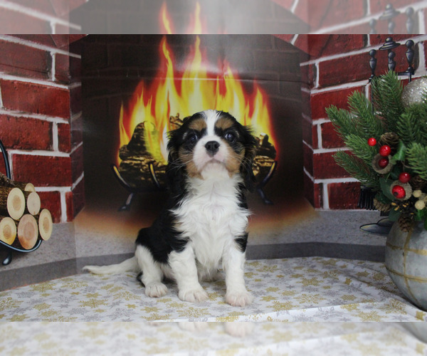 Medium Photo #101  Breeder Profile in CHANUTE, KS, USA