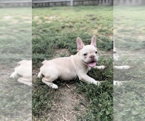 French Bulldog Dog Breeder near YAKIMA, WA, USA