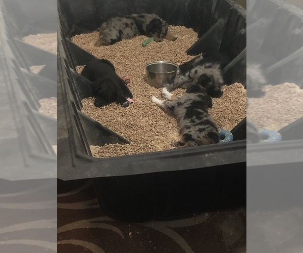 Medium Photo #85  Breeder Profile in SUNNYVALE, CA, USA