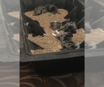 Small #84 Breeder Profile image