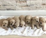 Small breeder photo