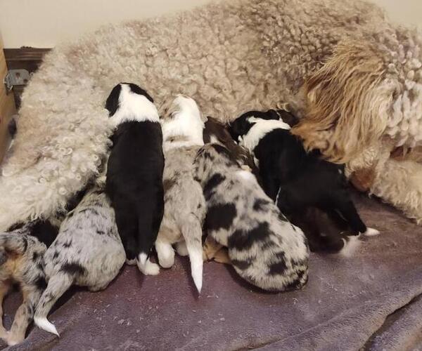 Medium Photo #1  Breeder Profile in FREDERICKTOWN, OH, USA