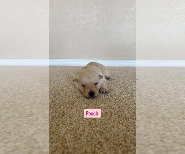 Medium Photo #5  Breeder Profile in LOS LUNAS, NM, USA