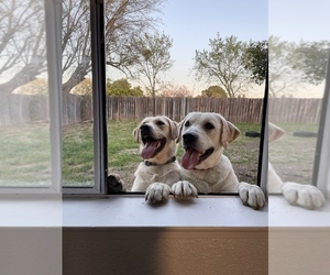 Labrador Retriever Dog Breeder near BRIDGEWATER, VA, USA