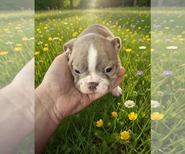 Medium Photo #5  Breeder Profile in SAINT CLAIR SHORES, MI, USA