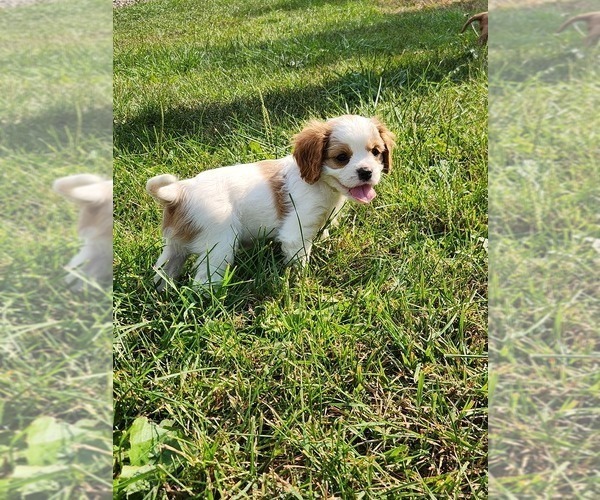 Medium Photo #3  Breeder Profile in NEILLSVILLE, WI, USA