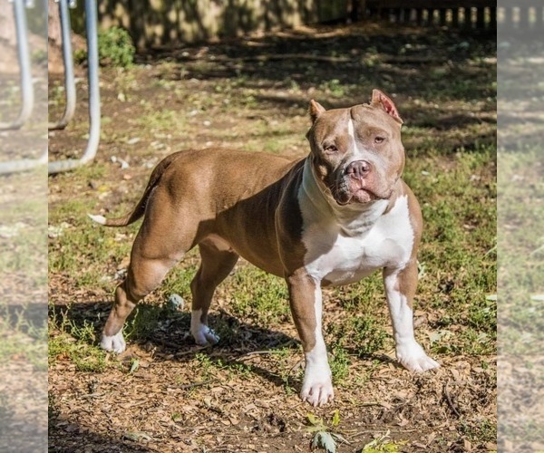 Medium Photo #1  Breeder Profile in OVERLAND, KS, USA