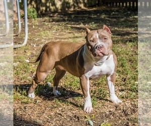 American Bully Dog Breeder in OVERLAND,  USA