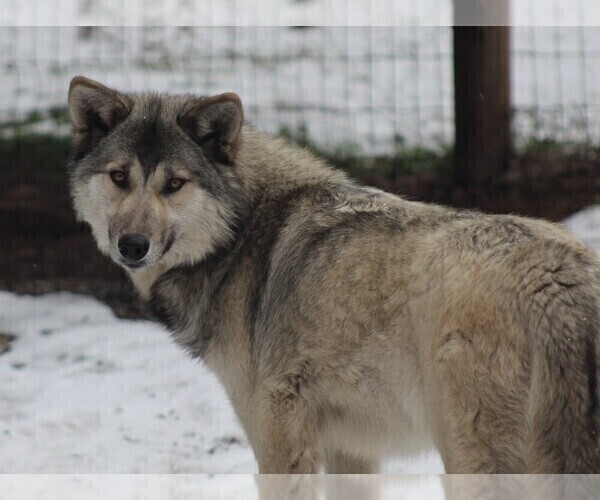 Medium Photo #7  Breeder Profile in SAINT IGNATIUS, MT, USA