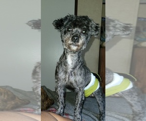 Poodle (Toy) Dog Breeder near VALDESE, NC, USA
