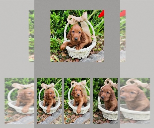 Medium Photo #1  Breeder Profile in MOBILE, AL, USA