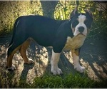 Small #12 Breeder Profile image