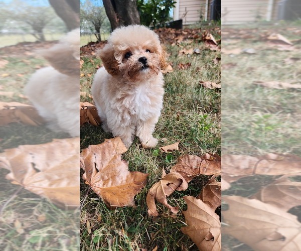Medium Photo #8  Breeder Profile in ATLANTA, GA, USA