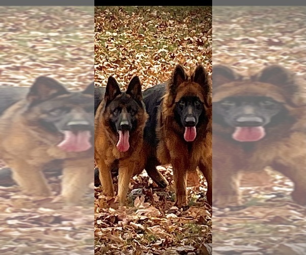 Medium Photo #1  Breeder Profile in COLUMBIA, KY, USA