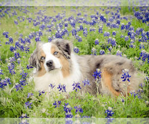 Miniature American Shepherd Dog Breeder near NEW BRAUNFELS, TX, USA