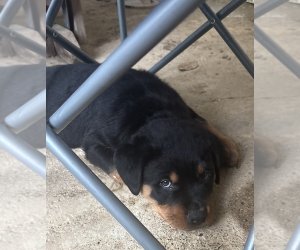 Medium Photo #2  Breeder Profile in GILBERT, WV, USA