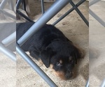 Small #1 Breeder Profile image