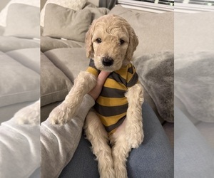 Goldendoodle Dog Breeder in INDIANAPOLIS,  USA