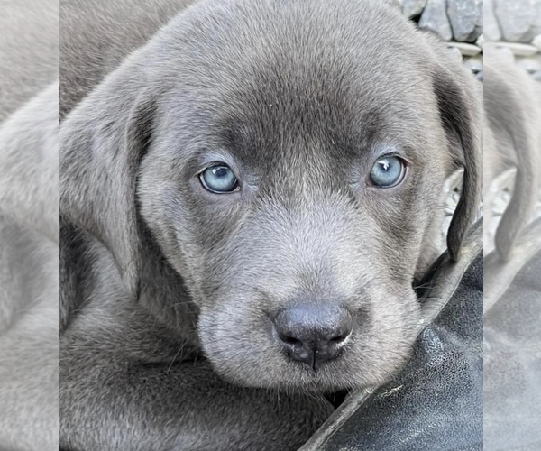 Medium Photo #59  Breeder Profile in NEOLA, WV, USA