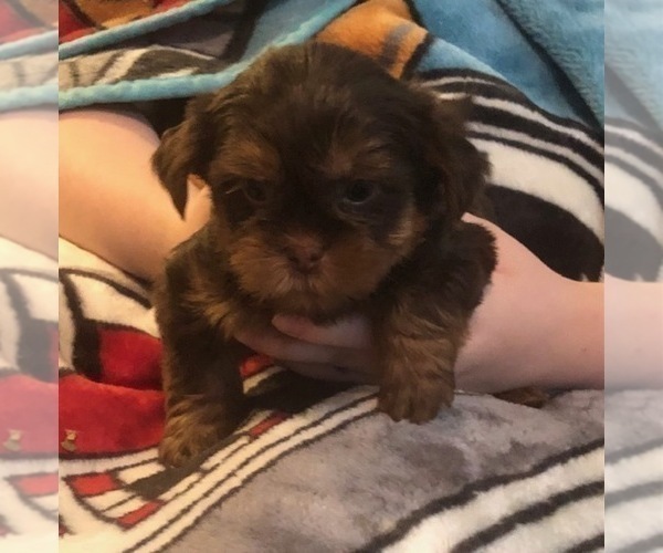 Medium Photo #19  Breeder Profile in SCOTTSDALE, AZ, USA