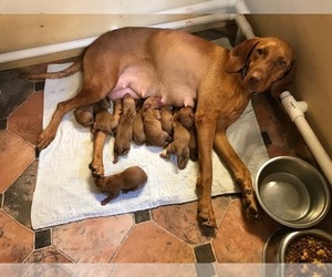 Vizsla Dog Breeder near LAKELAND, FL, USA