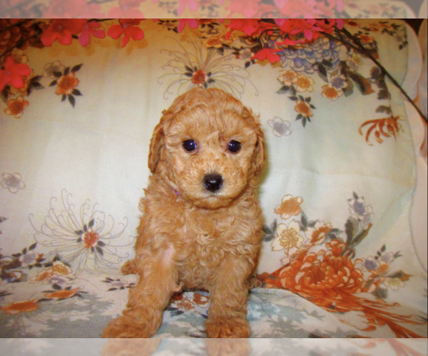 Medium Photo #3  Breeder Profile in SPRING HILL, FL, USA