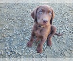 Small Photo #6  Breeder Profile in CANYONVILLE, OR, USA