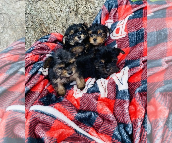 Medium Photo #2  Breeder Profile in DENHAM SPRINGS, LA, USA