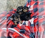 Small #1 Breeder Profile image