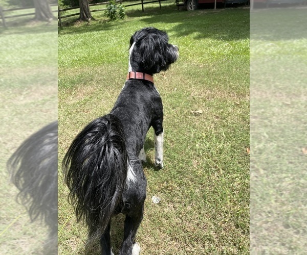 Medium Photo #34  Breeder Profile in BAYTOWN, TX, USA