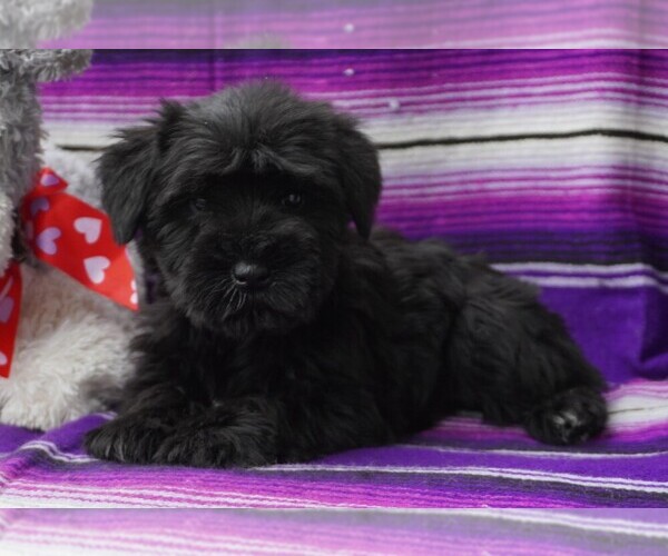 Medium Photo #9  Breeder Profile in PATASKALA, OH, USA