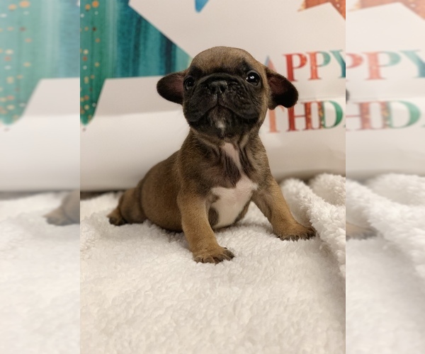 Medium Photo #1  Breeder Profile in BROOKLYN, NY, USA
