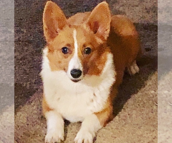 Medium Photo #1  Breeder Profile in HICO, TX, USA