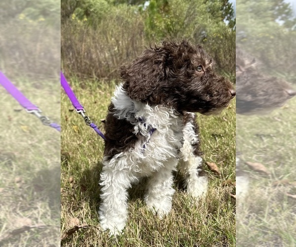 Medium Photo #16  Breeder Profile in BRANDON, FL, USA