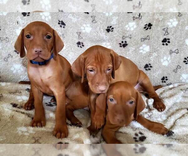Medium Photo #1  Breeder Profile in SAN ANTONIO, TX, USA