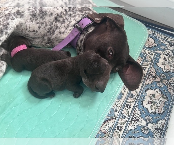 Medium Photo #21  Breeder Profile in LEXINGTON, SC, USA