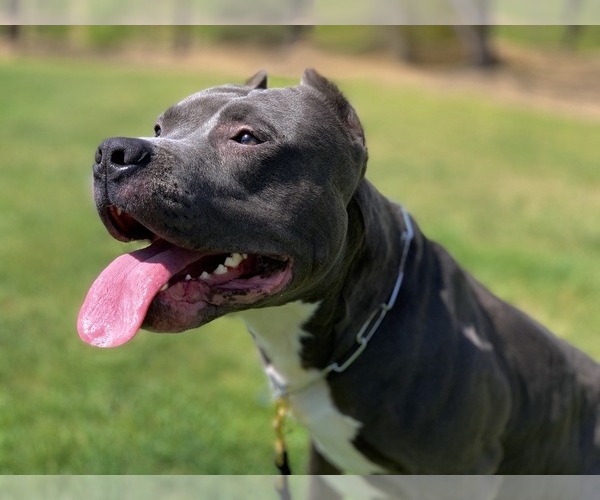 Medium Photo #1  Breeder Profile in LAS VEGAS, NV, USA