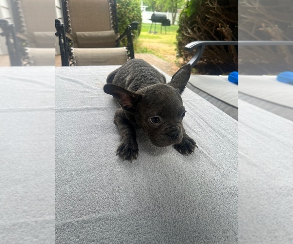 Medium Photo #4  Breeder Profile in FORT WAYNE, IN, USA