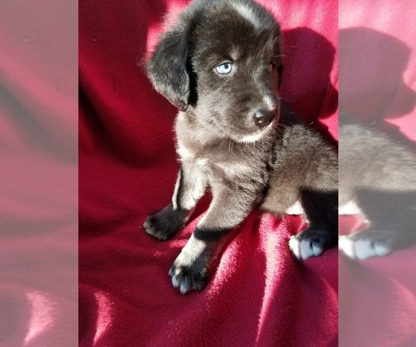 Medium Photo #1  Breeder Profile in BENZONIA, MI, USA