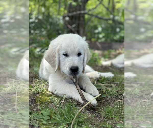 Medium Photo #15  Breeder Profile in WHITE HOUSE, TN, USA