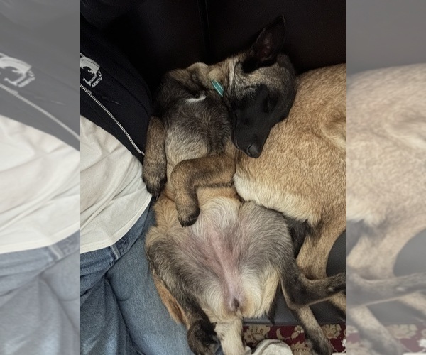 Medium Photo #17  Breeder Profile in WILLIAMS, CA, USA