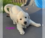 Small Photo #9  Breeder Profile in BROWNSTOWN, MI, USA