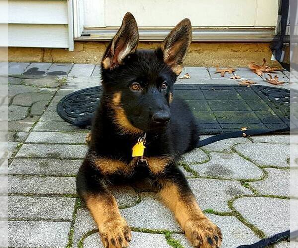 Medium Photo #1  Breeder Profile in NEWVILLE, PA, USA