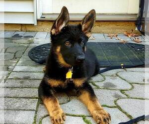German Shepherd Dog Dog Breeder near NEWVILLE, PA, USA