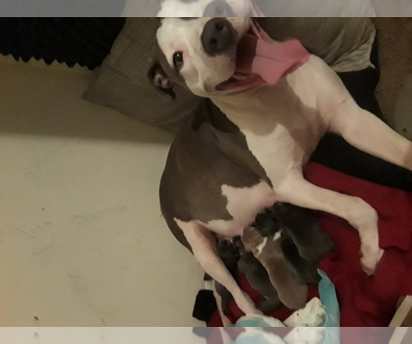Medium Photo #1  Breeder Profile in LITHONIA, GA, USA