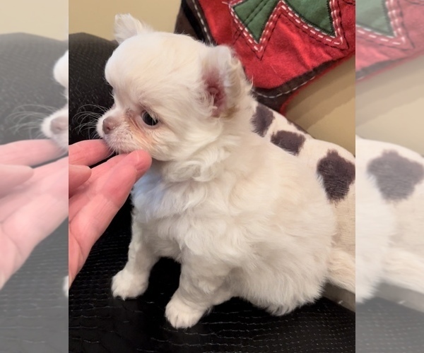 Medium Photo #1  Breeder Profile in EDWARDSBURG, MI, USA